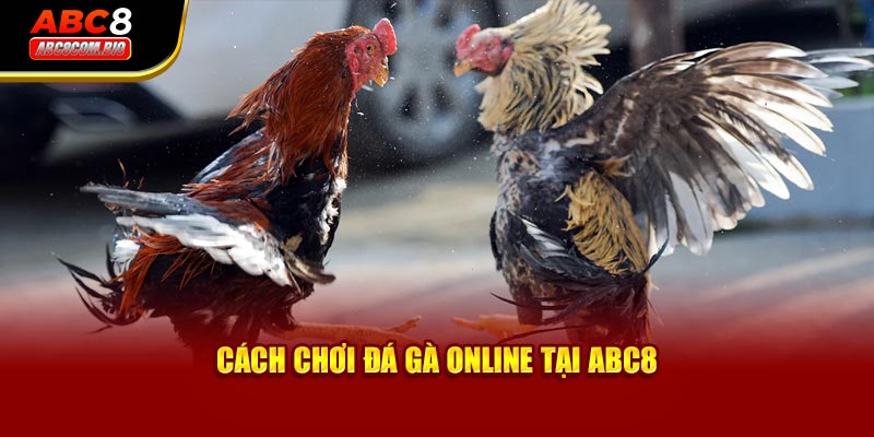 Đá Gà Online ABC8