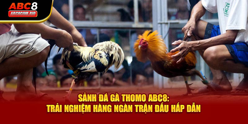 Sảnh Đá Gà Thomo